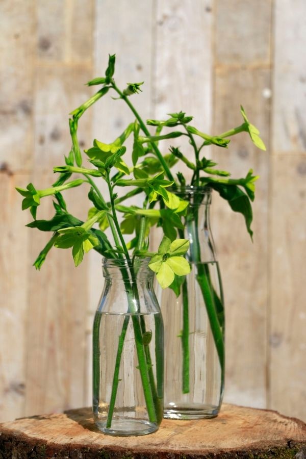 Glasmjölkflaska 250ml 14cm hög Ø 6cm (bricka med 24 st) [IFS-129191]