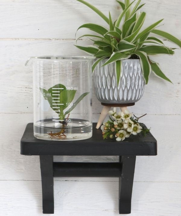 Laboratorieglascylinder Ø9cm och 11cm hög (1 st) [IFS-29255]