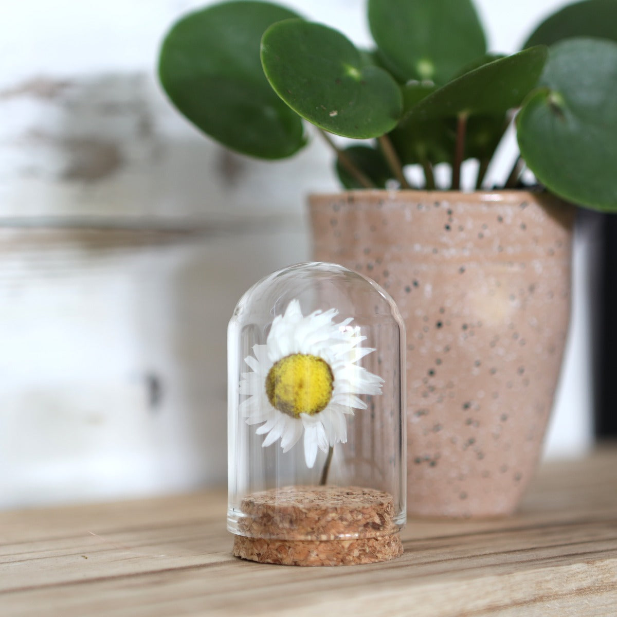 Mini stolp i glas Ø4cm och 6cm hög med kork (6 st.) [IFS-29410]