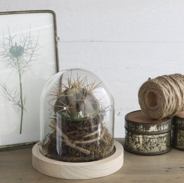 Glaskupol med träfot Ø10cm och 10 cm hög (1 st) [IFS-29421]