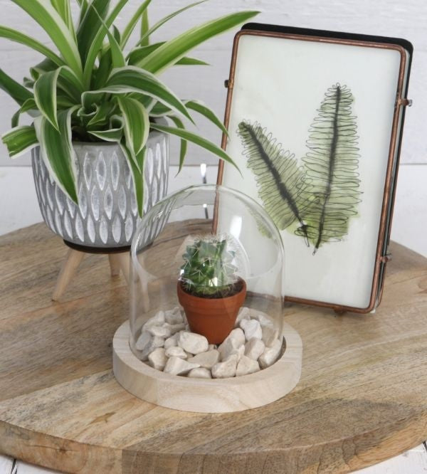 Glaskupol med träfot Ø10cm och 10 cm hög (1 st) [IFS-29421]