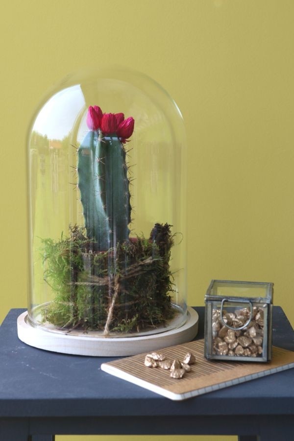 Glaskupol med träfot Ø17cm och 25 cm hög (1 st) [IFS-29425]