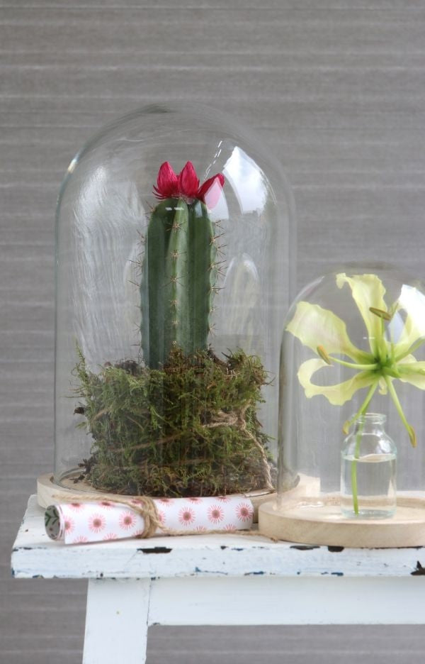 Glaskupol med träfot Ø17cm och 25 cm hög (1 st) [IFS-29425]