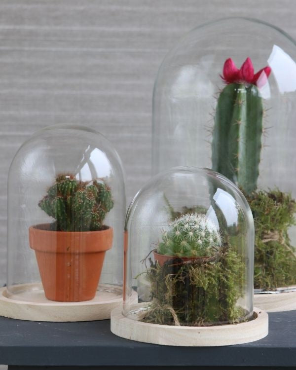 Glaskupol med träfot Ø17cm och 25 cm hög (1 st) [IFS-29425]