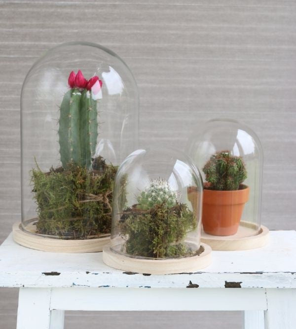 Glaskupol med träfot Ø12cm och 16 cm hög (1 st) [IFS-29423]