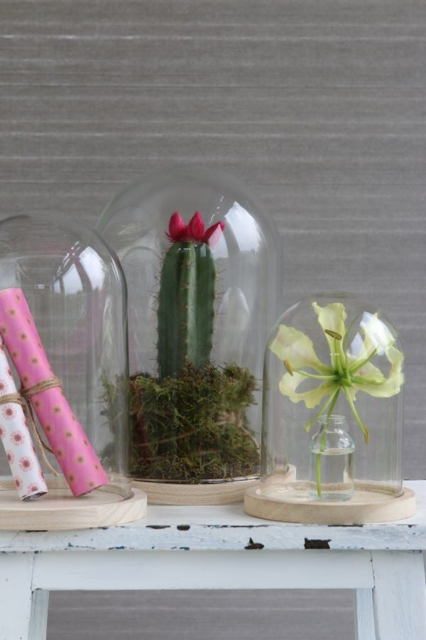 Glaskupol med träfot Ø17cm och 25 cm hög (1 st) [IFS-29425]