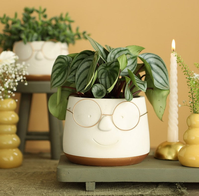 Kruka med glasögon Guld Ø13,5 h: 10,5 cm (6 st) [IFS-33098]