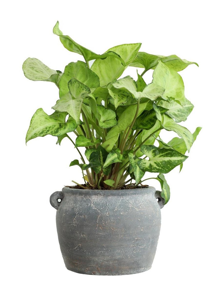 Amphora Kruka 10x8,2x6,5 cm (6 st) [IFS-33242]