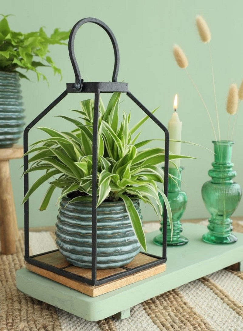 Kruka Mörkgrön Rise Ø6,5 x h: 8 cm (12 st) [IFS-33952]