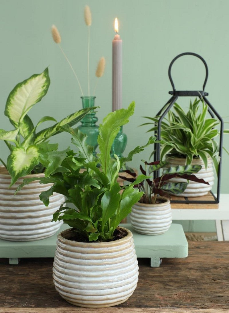 Kruka Rise kräm Ø13 x h: 15,5 cm (4 st) [IFS-33965]