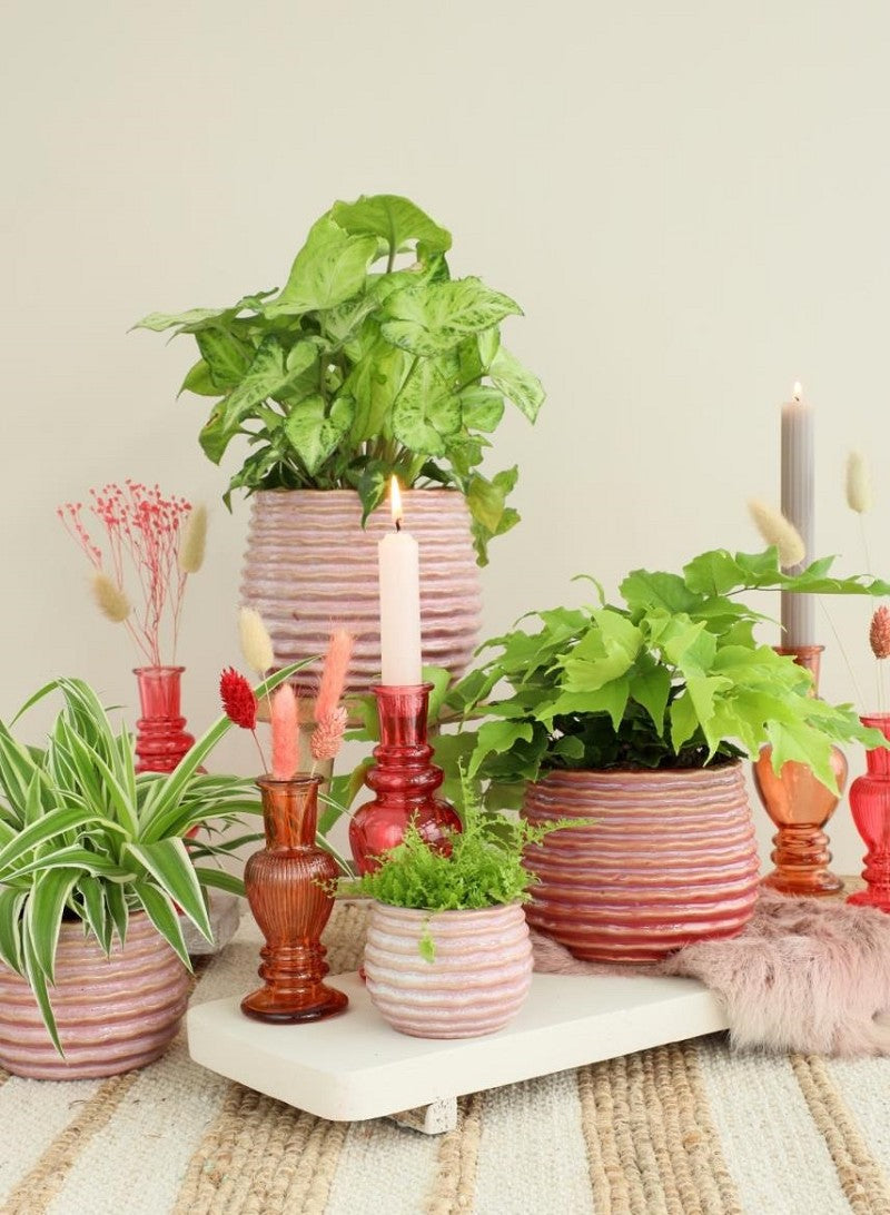 Kruka Rosa Karmin Rise Ø13 x h: 15,5 cm (4 st) [IFS-33985]