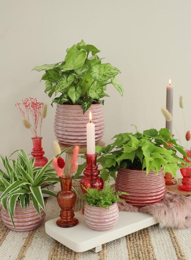 Kruka Rosa Karmin Rise Ø13 x h: 15,5 cm (4 st) [IFS-33985]