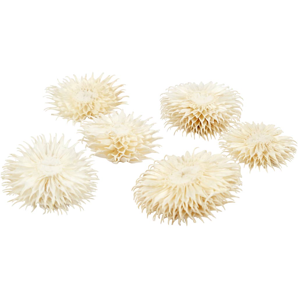 Torkade Blommor, Dia. 3-5 cm, 6 st./ 1 förp. [HOB-50204]