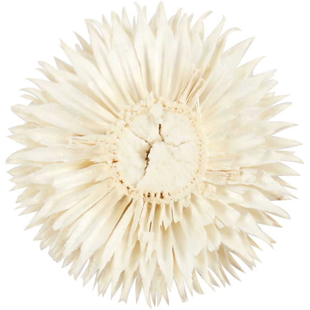 Torkade Blommor, Dia. 3-5 cm, 6 st./ 1 förp. [HOB-50204]