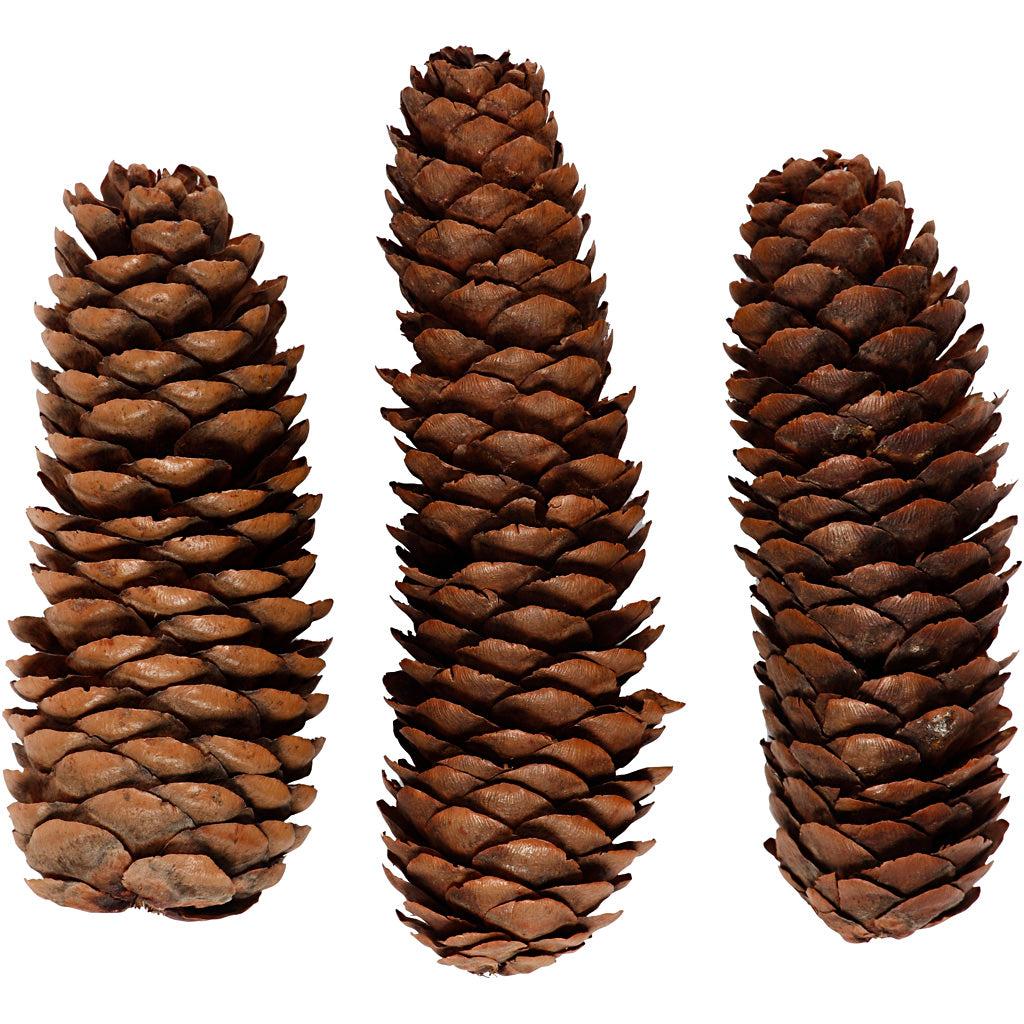 Abies Cone, dia. 40 mm, ca. 14 pc, 300 g