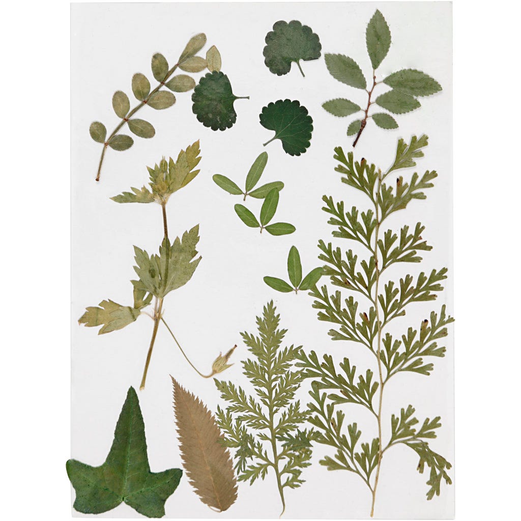 Pressed Flowers and leaves, green, 1pack