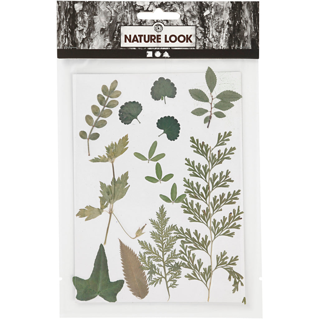 Torkade blommor och blad, grön, 1förp./ 1 förp. [HOB-504476]