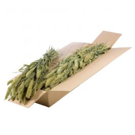 Torkade blommor Naturliga gröna setarea (1 paket) [RU-00544.000.9]
