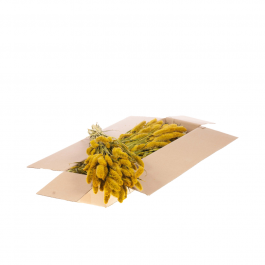 Torkade blommor gul setarea (1 paket) [RU-00544.032.9]