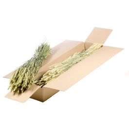 Torkade blommor Natural Green Tarwe (Triticum) (1 paket) [RU-00574.000.9]