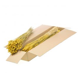 Torkade blommor Yellow Tarwe (Triticum) (1 paket) [RU-00574.032.9]