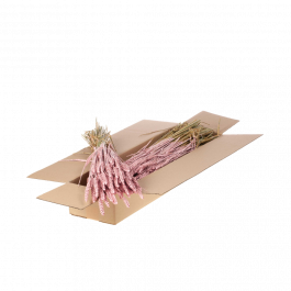 Torkade blommor Pink Misty Tarwe (Triticum) (1 paket) [RU-00574.057.9]