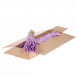 Torkade blommor Lilac Misty Tarwe (Triticum) (1 paket) [RU-00574.087.9]