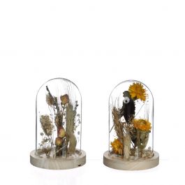 Glasburk med torkade blommor naturlig Ø8cm (1 st.) [IFS-29838]