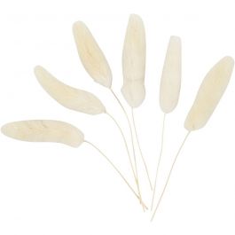 Harsvans-gräs, L: 3-7 cm, 6 st./ 1 förp. [HOB-50203]