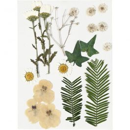 Torkade blommor och blad, råvit, 1 förp. [HOB-504473]