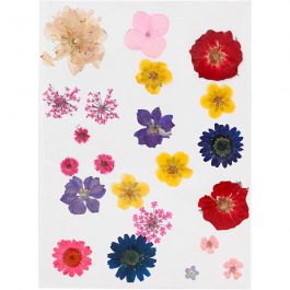 Torkade blommor och blad, mixade färger, 1 förp. [HOB-504475]