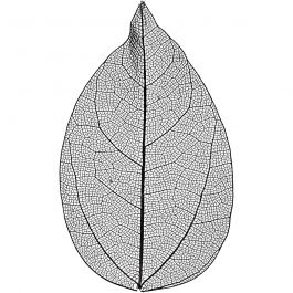 Skelettblad, L: 6-8 cm, svart, 20 st./ 1 förp. [HOB-504494]