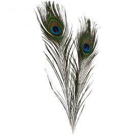 Påfågelfjädrar, L: 25-30 cm, 10 st./ 1 förp. [HOB-51810]