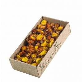 Dried Flowers Amaranthus naturel oranje (1 Bundle) [RU-00219.000.5]