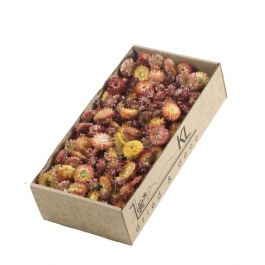 Dried Flowers Helichrysum heads 100gr naturel Salmon (1 Box) [RU-00231.000.5]