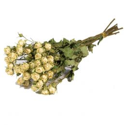 Dried Flowers Roses spray naturel white (1 Bundle) [RU-01597.000.9]